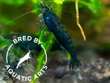 Blue Green Emerald Shrimp (Neocaridina davidi), BREDBY: Aquatic Arts on ...