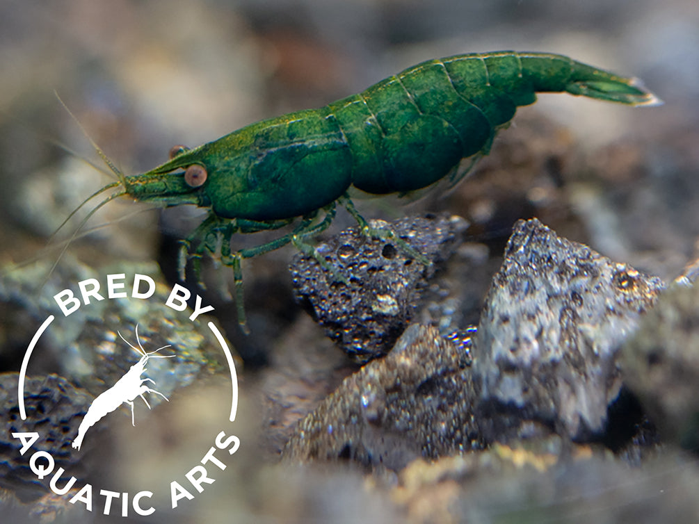 Blue Green Emerald Shrimp (Neocaridina davidi), BREDBY: Aquatic Arts