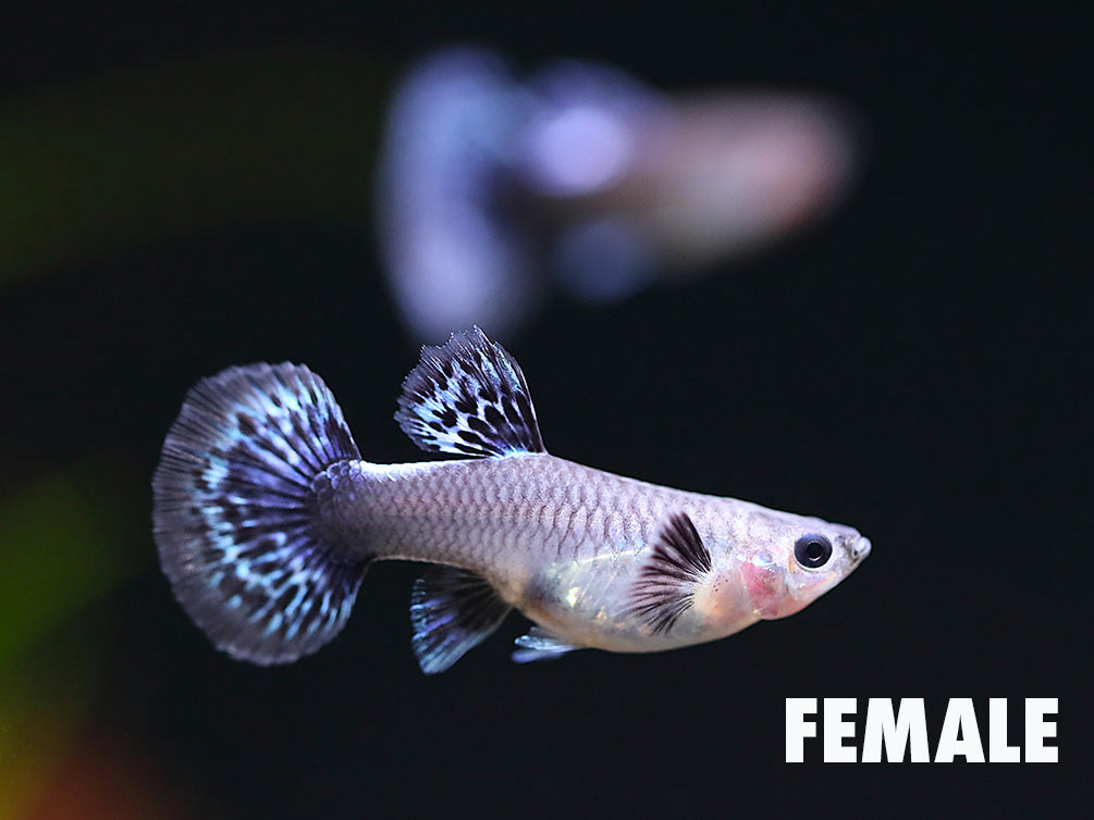 Blue Ivory Guppy (Poecilia reticulata) – Tank Bred