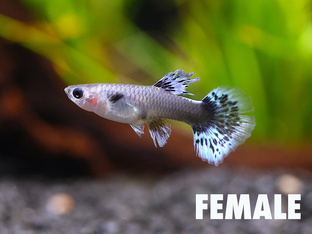 Blue Ivory Guppy (Poecilia reticulata) – Tank Bred
