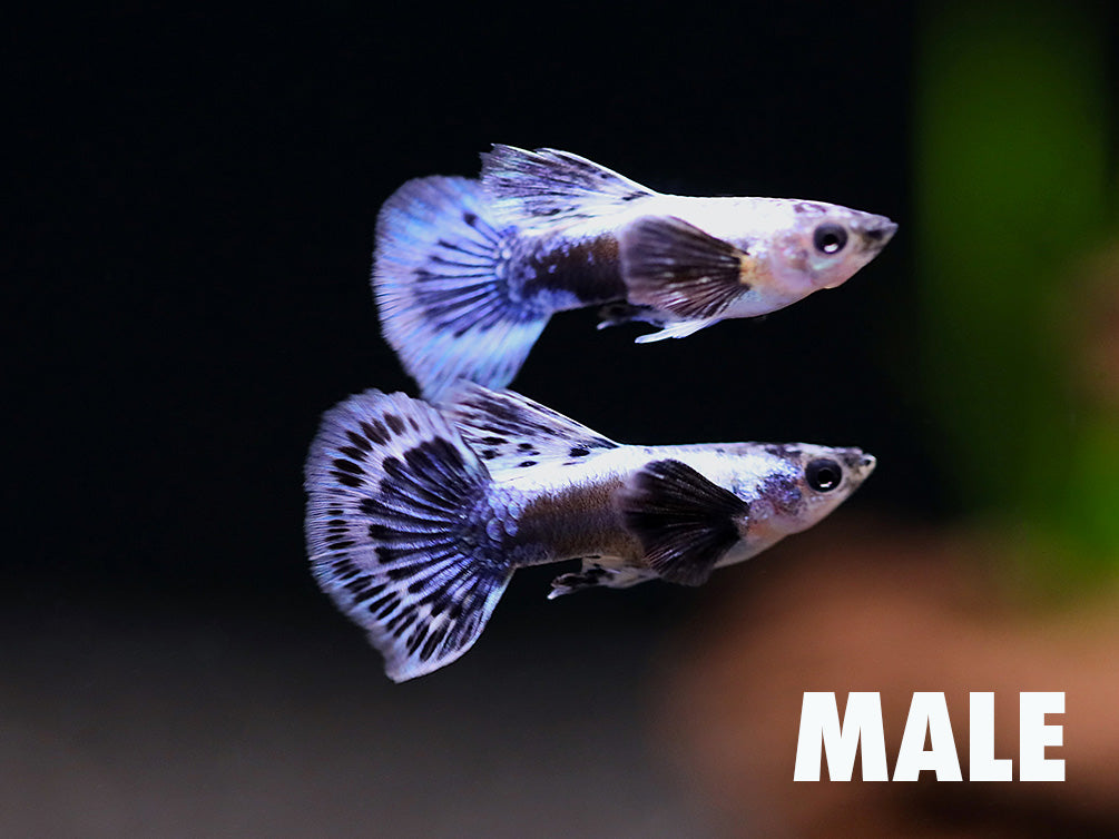 Blue Ivory Guppy (Poecilia reticulata) – Tank Bred
