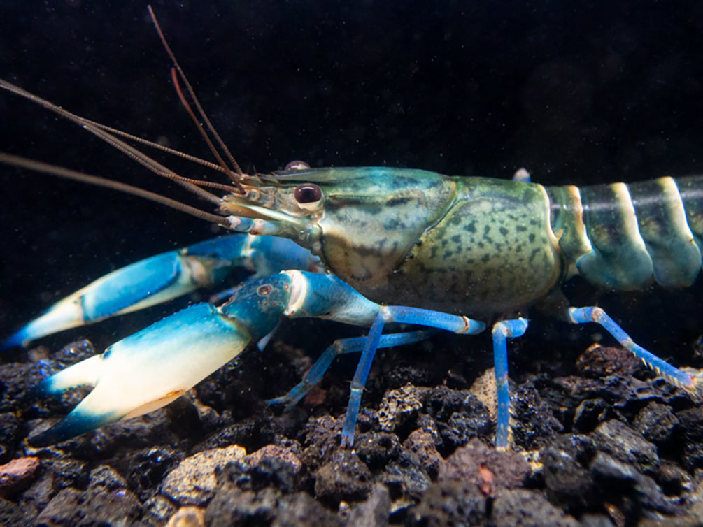 Snakeskin Blue Moon Crayfish (Cherax boesemani "Snakeskin Blue Moon")