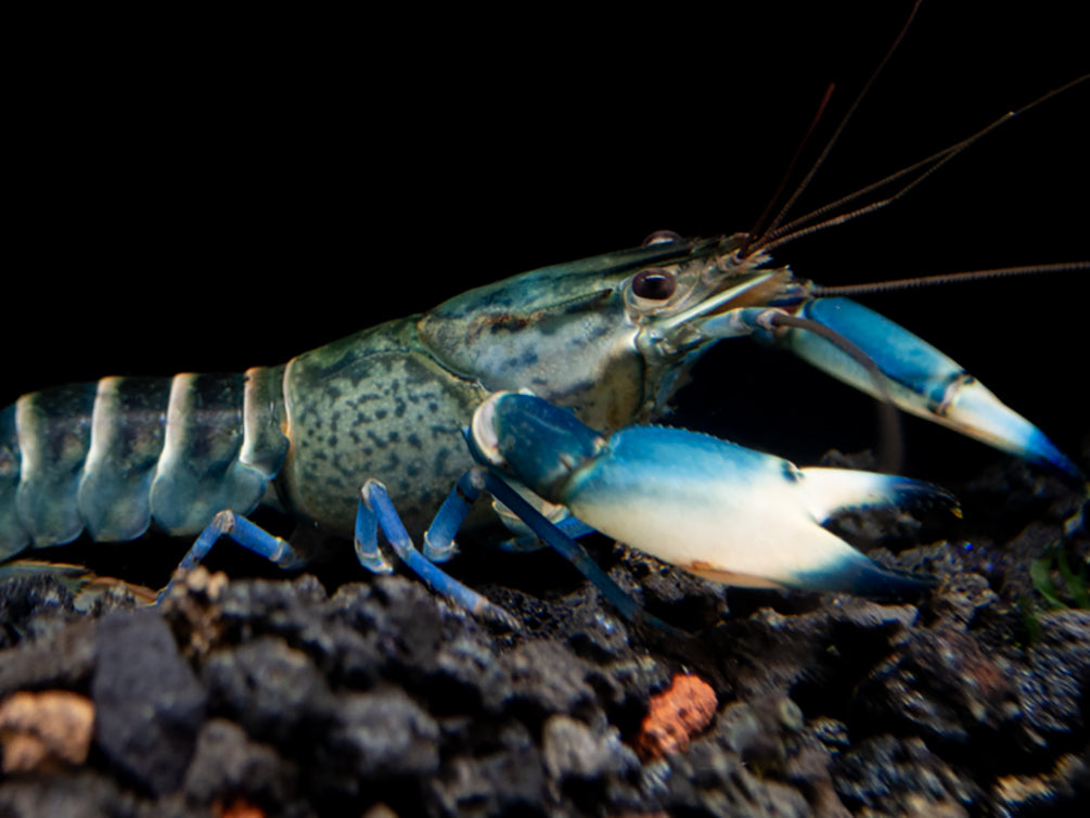Snakeskin Blue Moon Crayfish (Cherax boesemani) - Aquatic Arts Snakeskin Blue Moon Crayfish (Cherax boesemani) - Aquatic Arts
