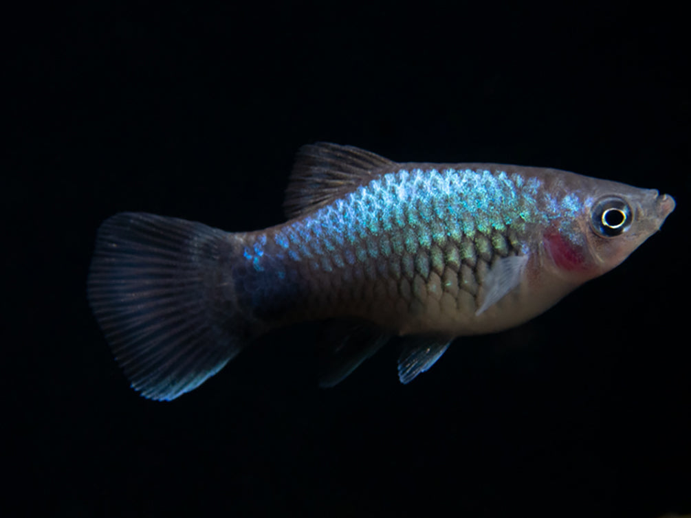 Blue Neon Platy (Xiphophorus maculatus), Tank-Bred