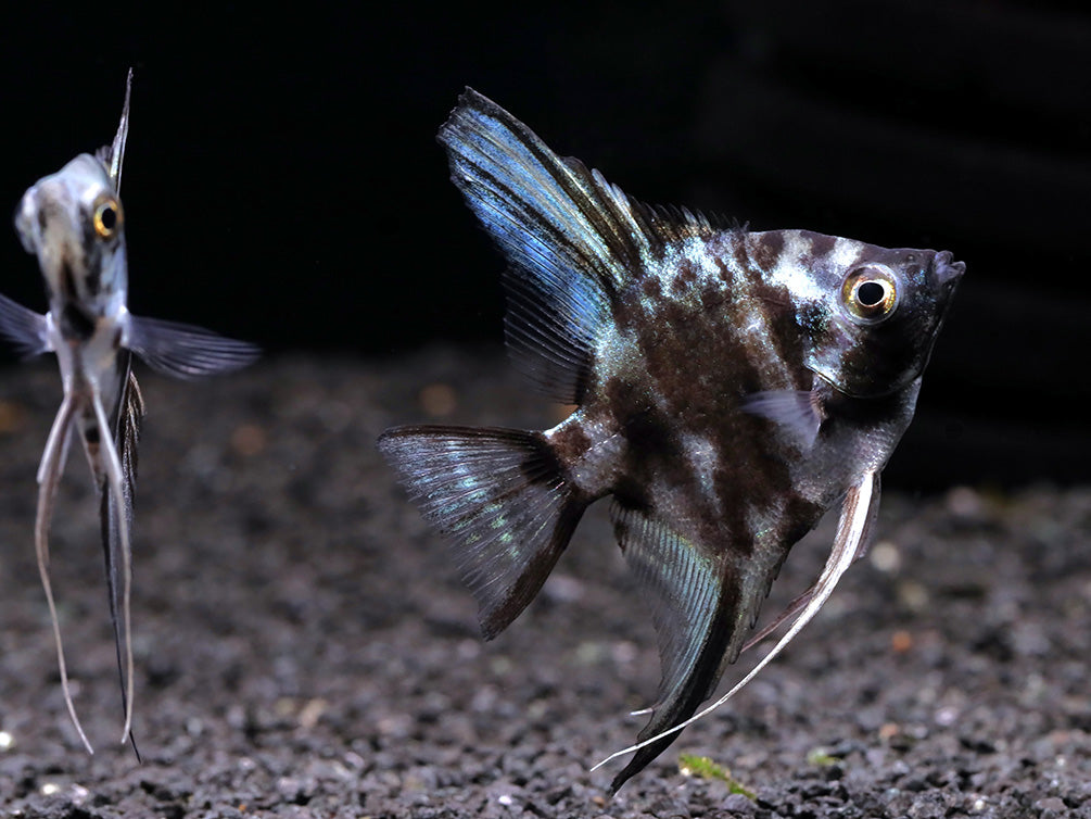 Blue Turquoise Marble Angelfish (Pterophyllum scalare) – Tank Bred