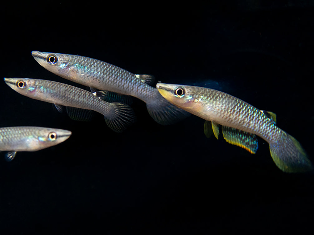 Blue Panchax Killifish (Aplocheilus panchax) - Tank-Bred!