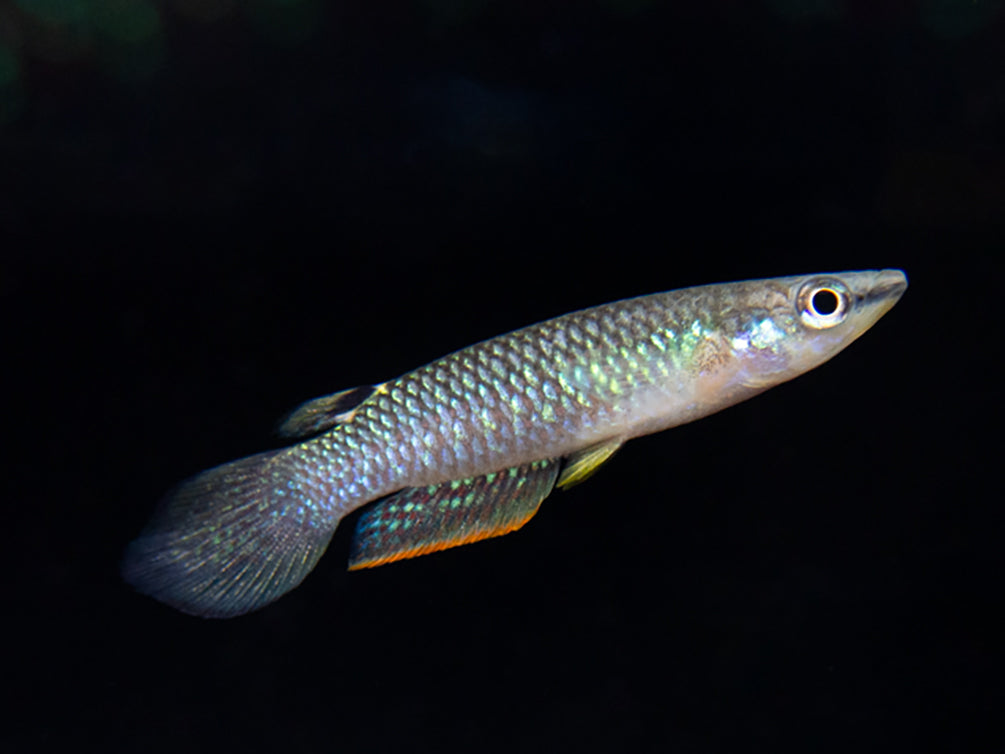 Blue Panchax Killifish (Aplocheilus panchax) - Tank-Bred!