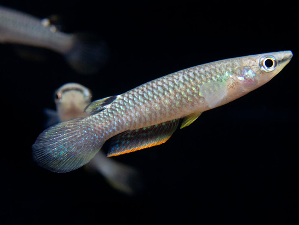 Blue Panchax Killifish (Aplocheilus panchax) - Tank-Bred!