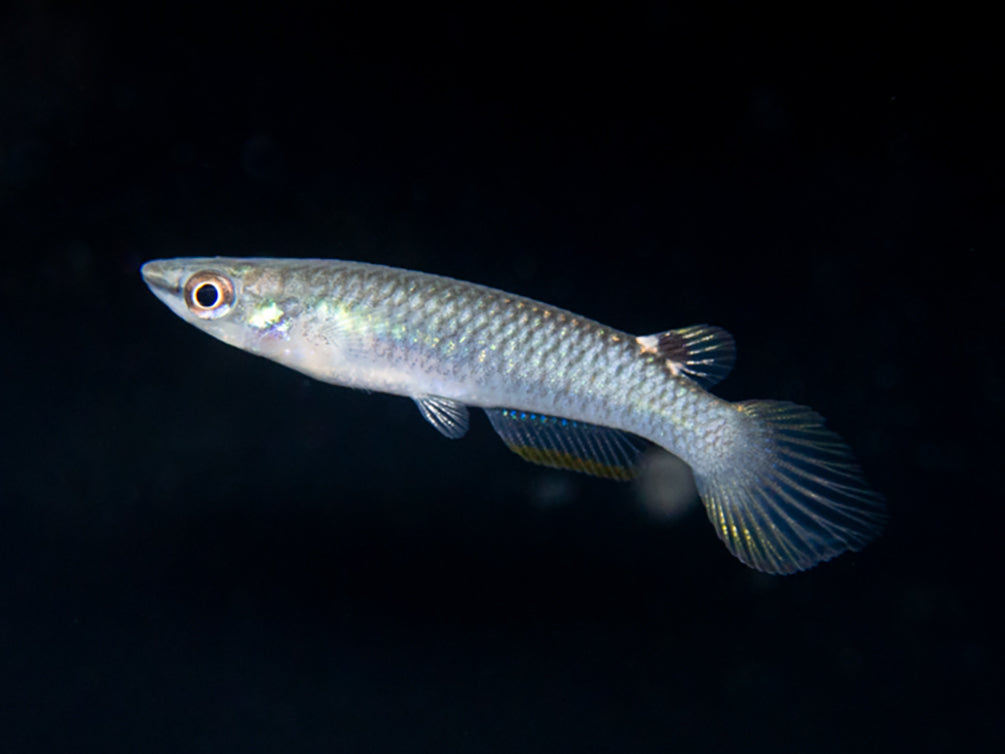 Blue Panchax Killifish (Aplocheilus panchax) - Tank-Bred!