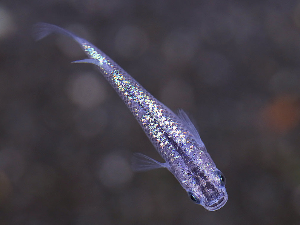 Blue Amber Lamé Medaka Ricefish (Oryzias latipes) - Tank Bred - School of 3