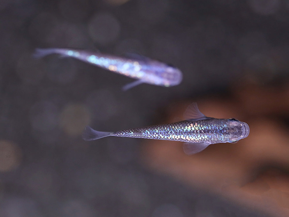 Blue Amber Lamé Medaka Ricefish (Oryzias latipes) - Tank Bred