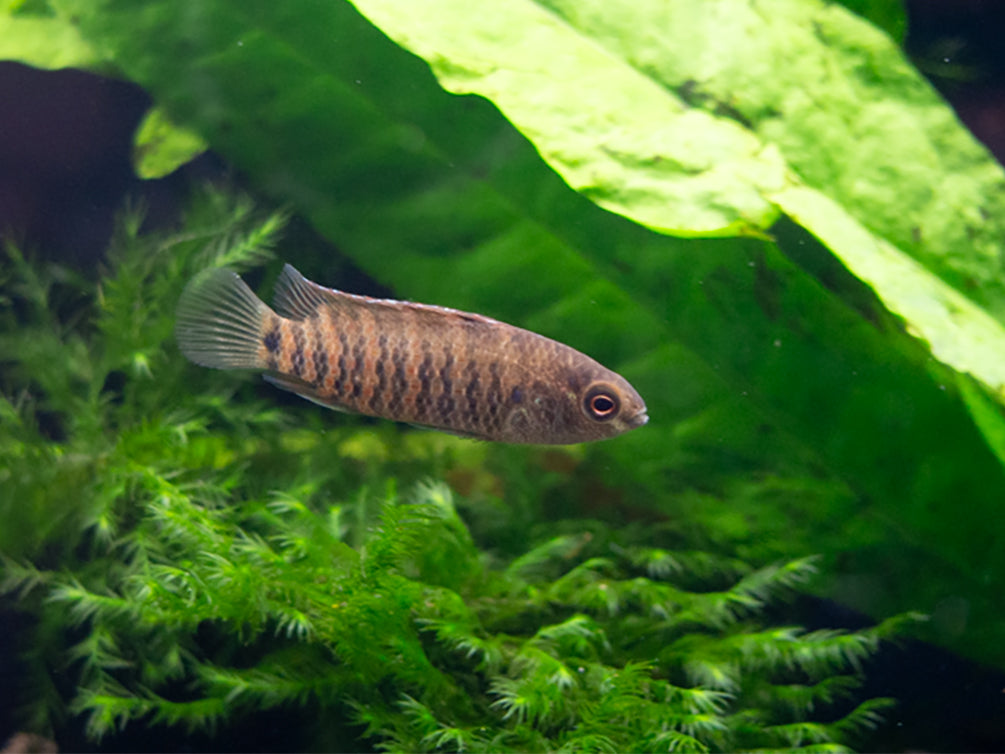 Blue Badis (Badis badis) aka Chameleon Fish for sale at Aquatic Arts