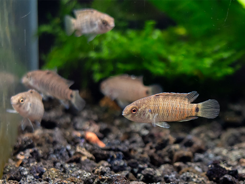 Blue Badis (Badis badis) aka Chameleon Fish