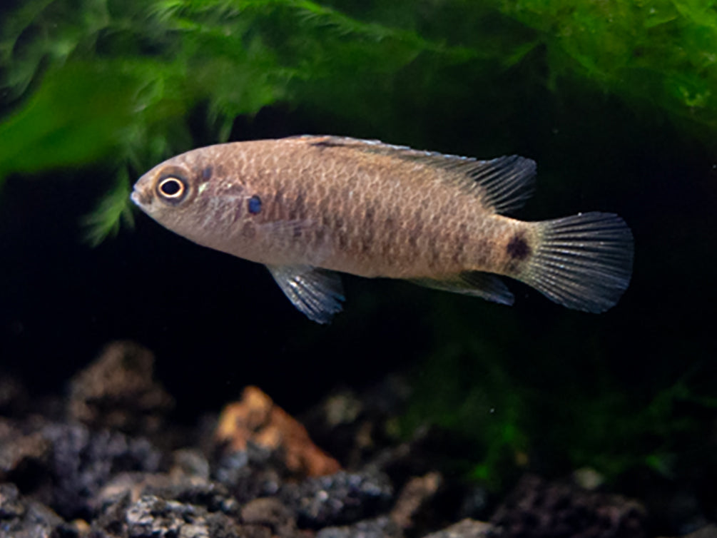 Blue Badis (Badis badis) aka Chameleon Fish