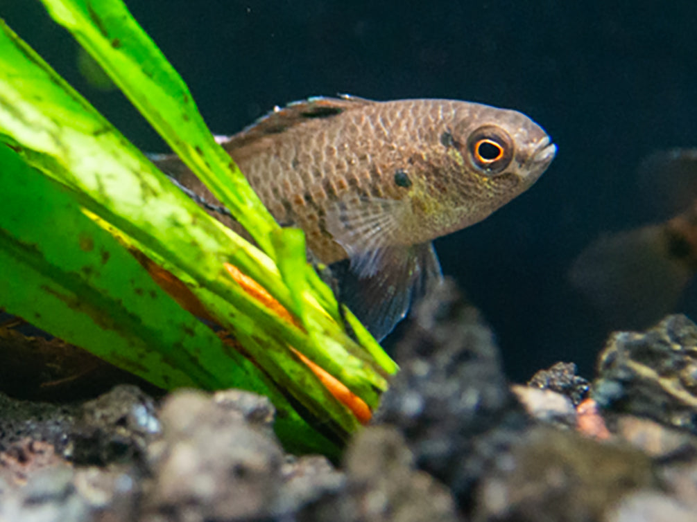 Blue Badis (Badis badis) aka Chameleon Fish