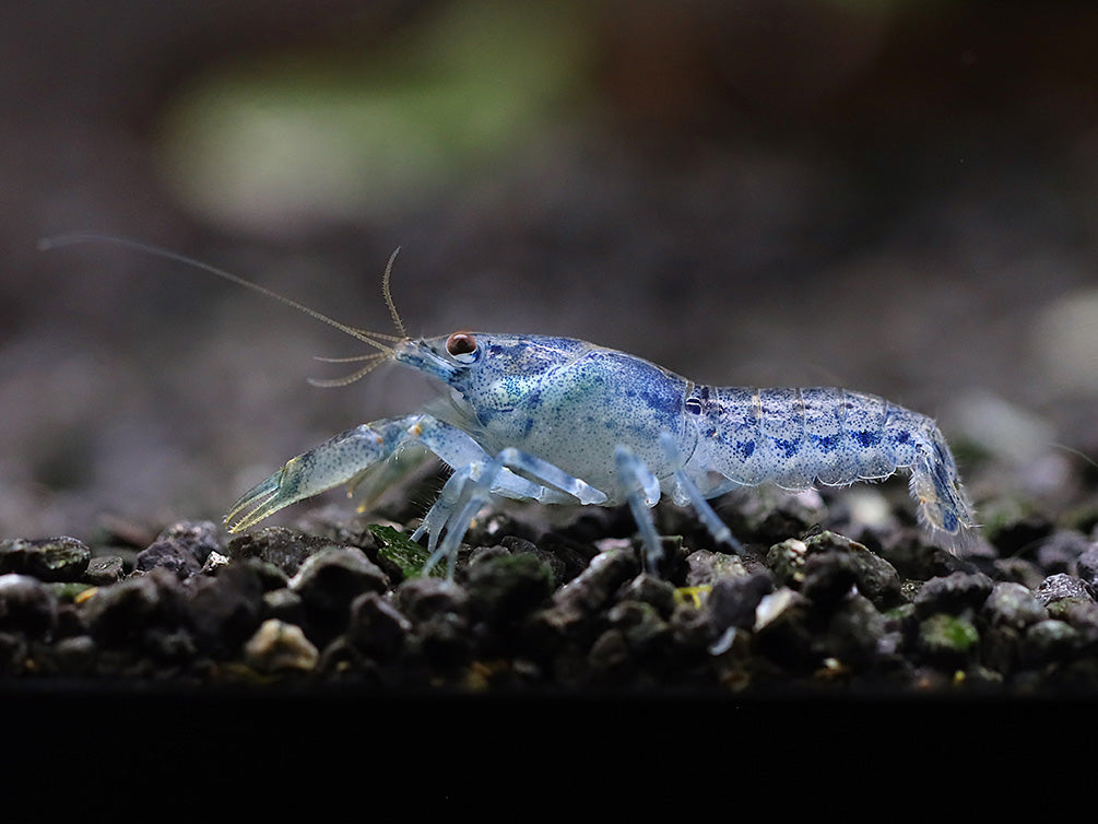 Blue Brazos Dwarf Mexican Crayfish/Mini Lobster (Cambarellus texanus "Blue"), Tank-Bred!