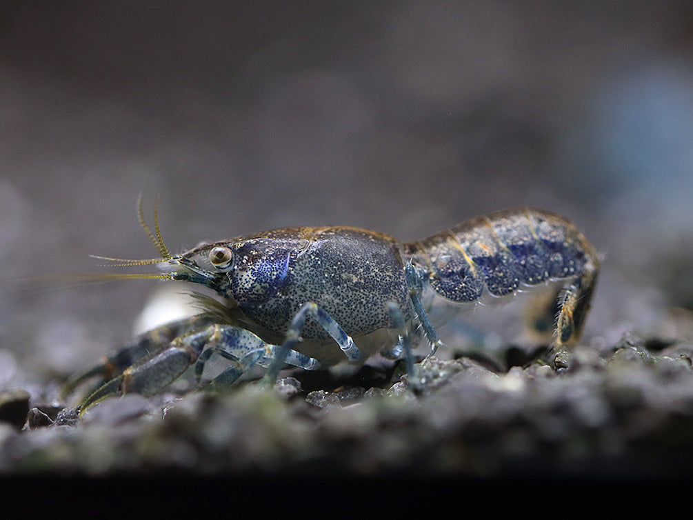 Blue Brazos Dwarf Mexican Crayfish/Mini Lobster (Cambarellus texanus "Blue"), Tank-Bred!