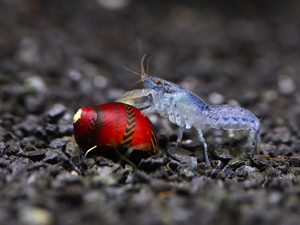 Blue Brazos Dwarf Mexican Crayfish/Mini Lobster (Cambarellus texanus "Blue"), Tank-Bred!
