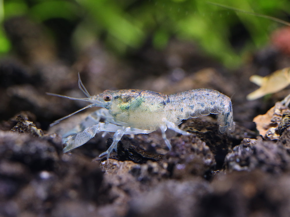 Blue Brazos Dwarf Mexican Crayfish/Mini Lobster (Cambarellus texanus "Blue"), Tank-Bred!