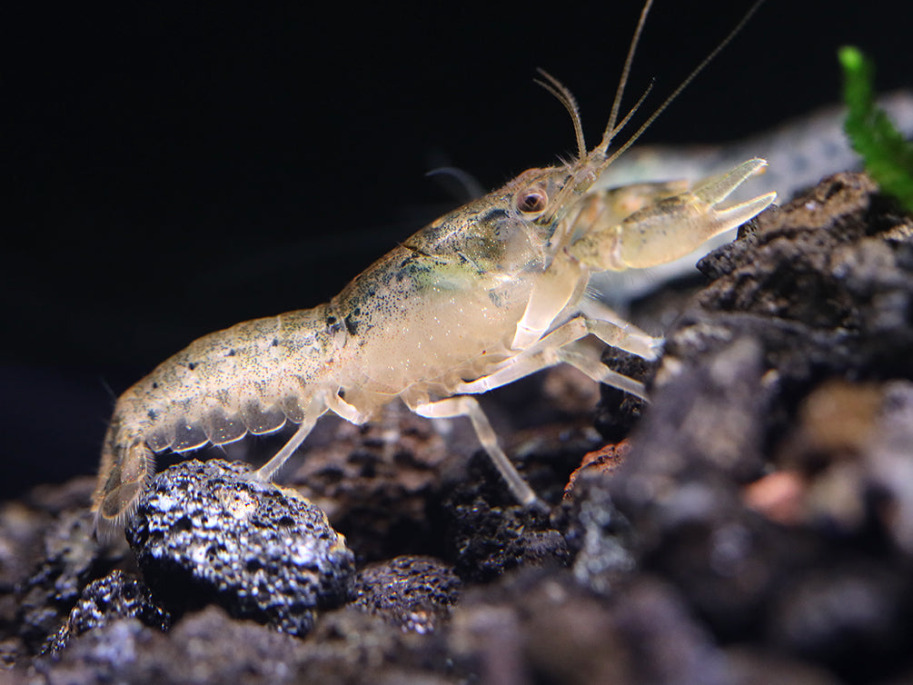 Blue Brazos Dwarf Mexican Crayfish/Mini Lobster (Cambarellus texanus "Blue"), Tank-Bred!