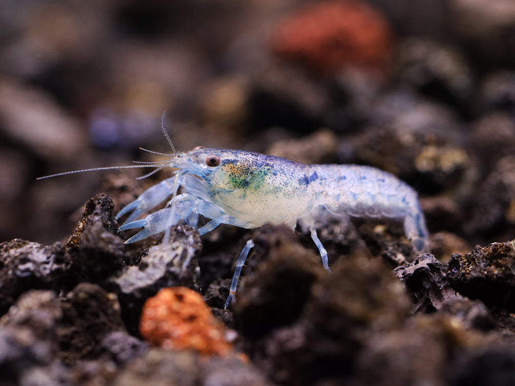 Blue Brazos Dwarf Mexican Crayfish/Mini Lobster (Cambarellus texanus "Blue"), Tank-Bred!