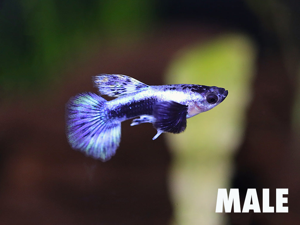 Blue Ivory Guppy (Poecilia reticulata) – Tank Bred