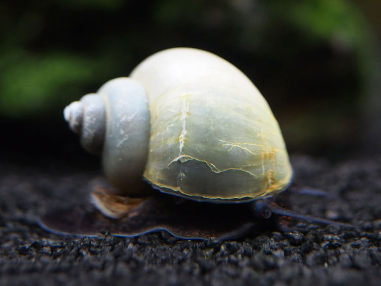 Aquatic Arts Blue Mystery Snails  for Sale