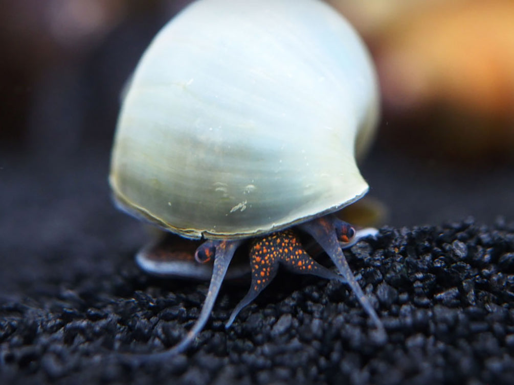 Mystery Snail Mystery Pack