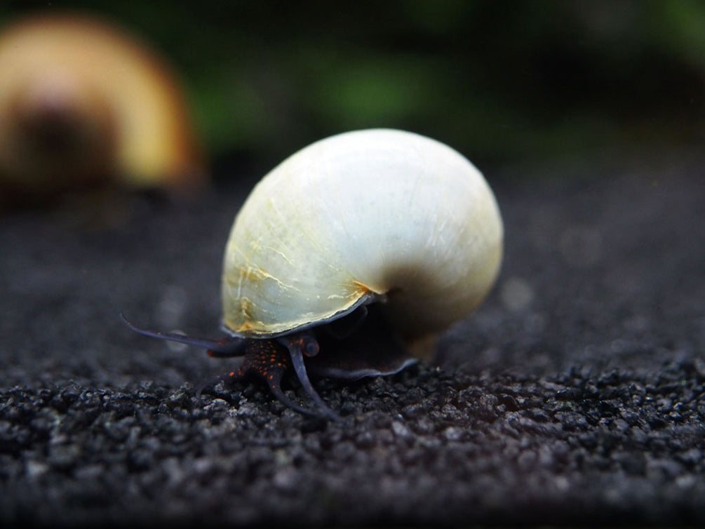 Aquatic Arts Blue Mystery Snails for Sale