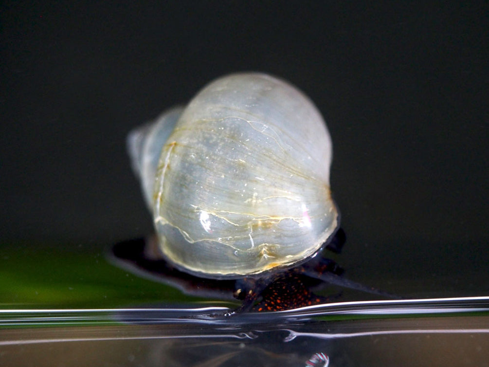 Aquatic Arts Blue Mystery Snails for Sale