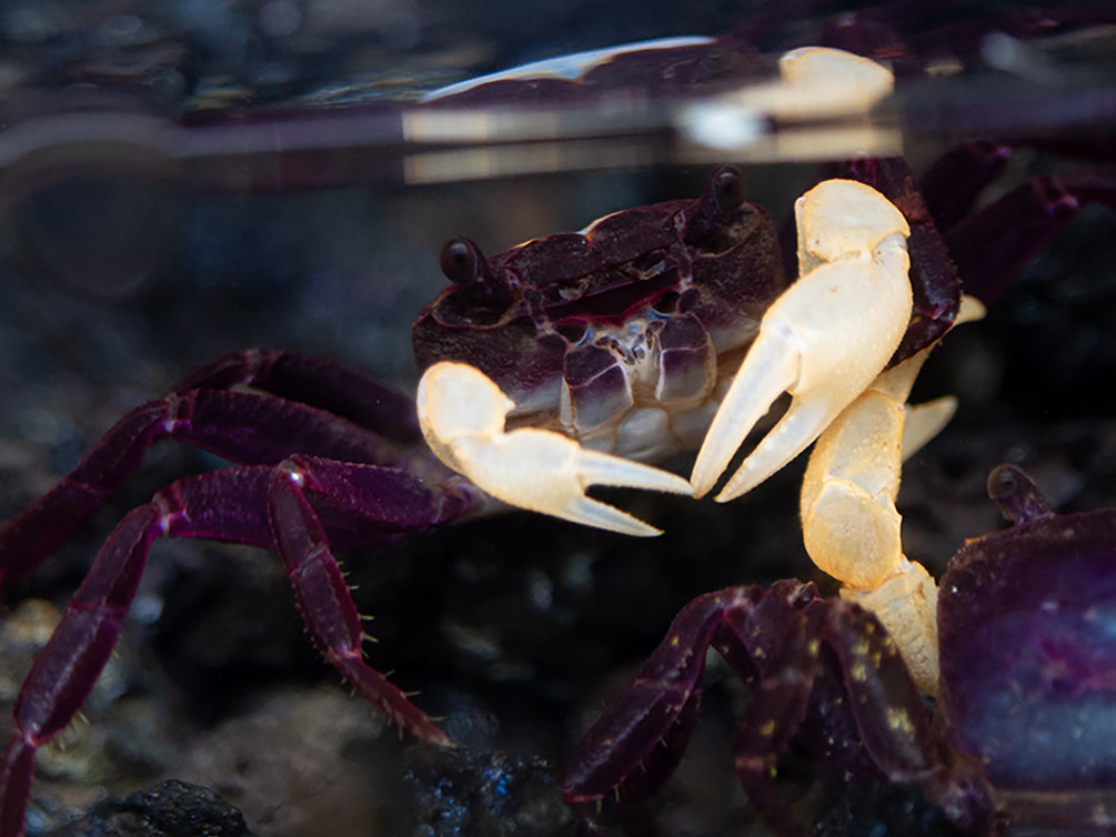 White Arm Blue Borneo Crab (Thaksinthelphusa sp. ' White Arm Blue Borneo')