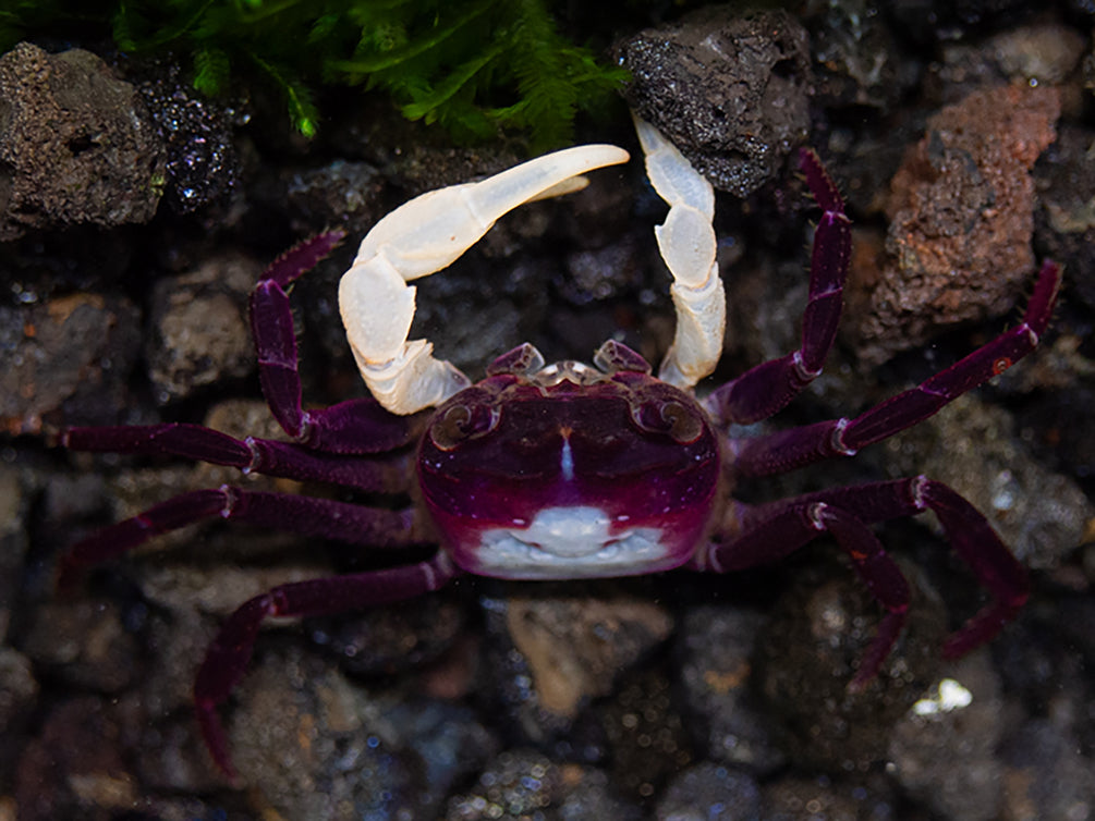 White Arm Blue Borneo Crab (Thaksinthelphusa sp. ' White Arm Blue Borneo')