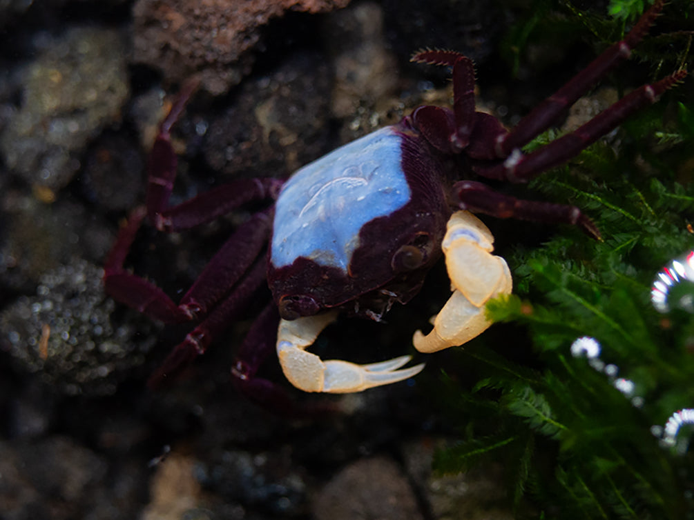 White Arm Blue Borneo Crab (Thaksinthelphusa sp. ' White Arm Blue Borneo')