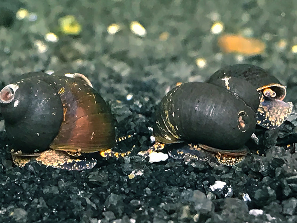 Blueberry snails are a rare freshwater nail that gives live birth. For sale at Aquatic Arts