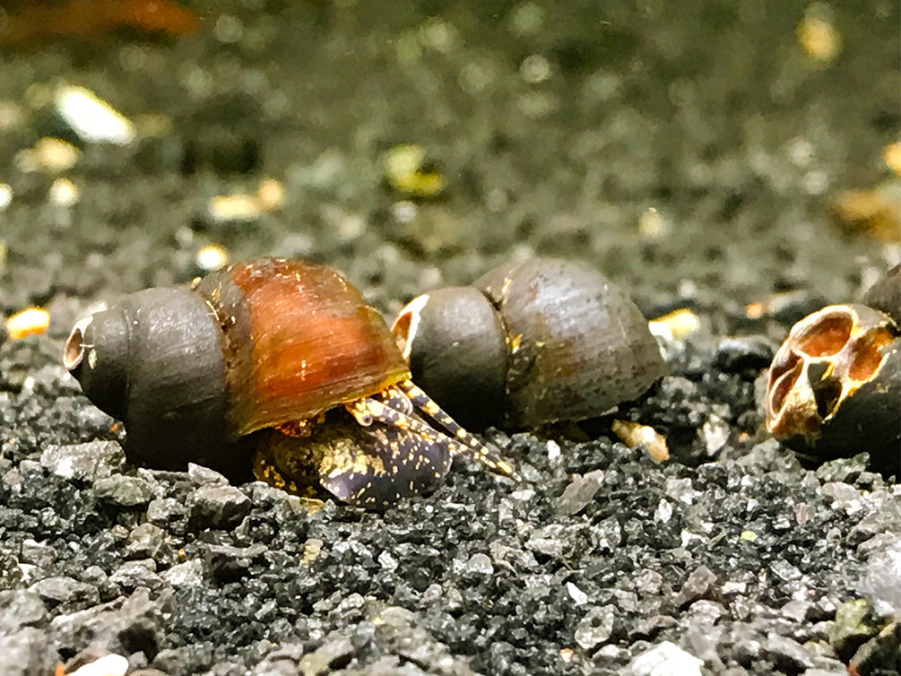 Blueberry snails are a rare freshwater nail that gives live birth. For sale at Aquatic Arts