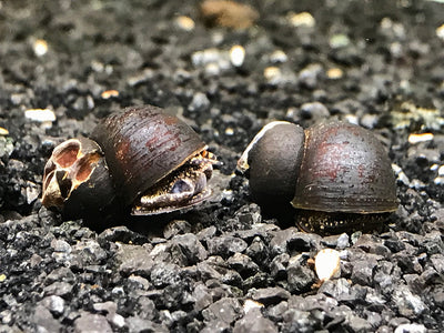 Blueberry snails are a rare freshwater nail that gives live birth. For sale at Aquatic Arts