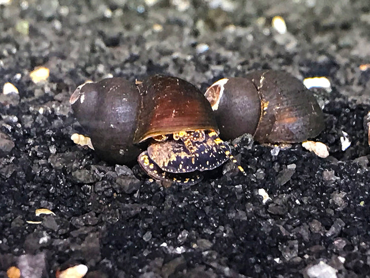 Blueberry snails are a rare freshwater nail that gives live birth. For sale at Aquatic Arts