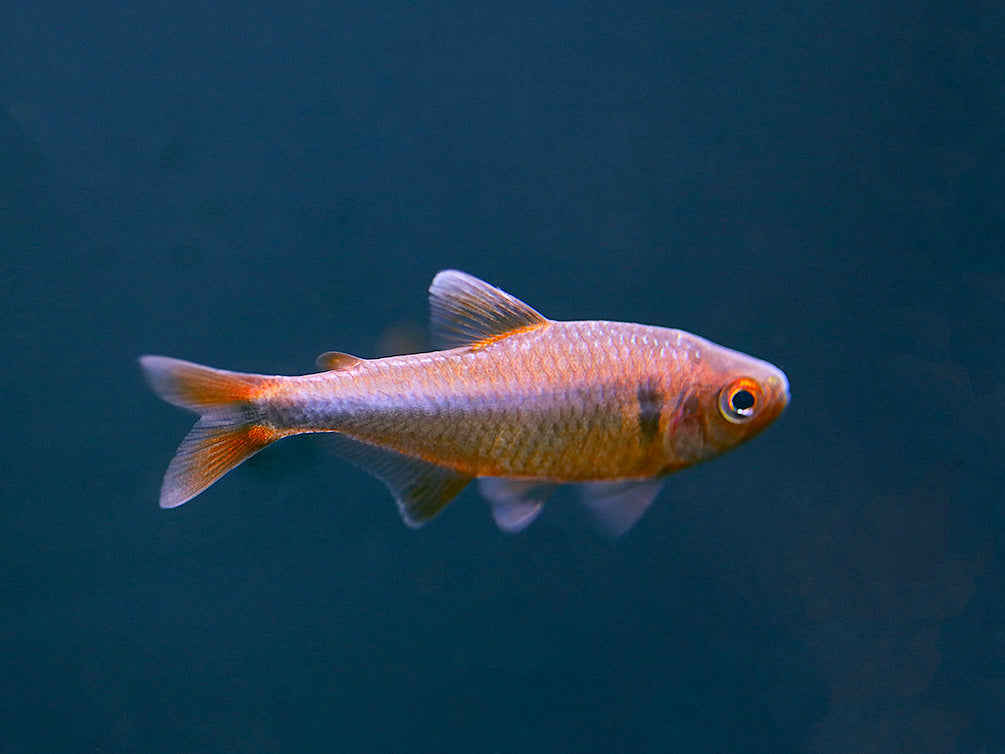 Blueberry Tetra (Hyphessobrycon wadai) – Tank Bred