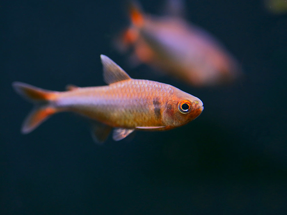 Blueberry Tetra (Hyphessobrycon wadai) – Tank Bred – Aquatic Arts