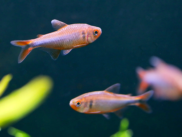 Blueberry Tetra (Hyphessobrycon wadai) – Tank Bred