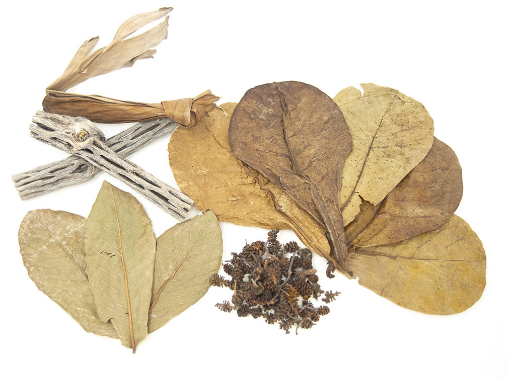 Yellow Eye (YE) Red / Yellow Cherry Neocaridina Shrimp Combo Pack – Bred by Aquatic Arts