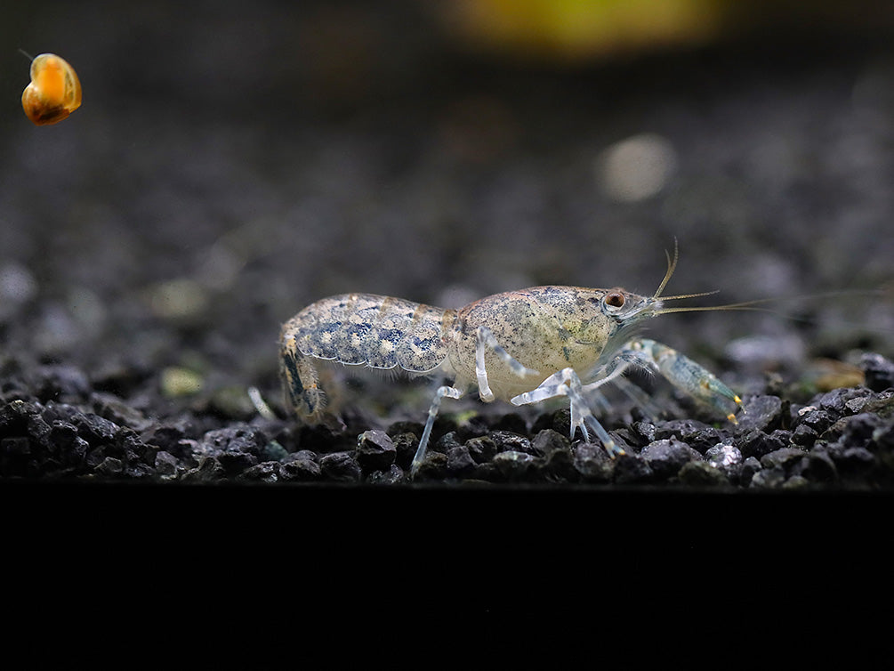 Brazos Dwarf Crayfish/Mini Lobster (Cambarellus texanus), Tank-Bred!