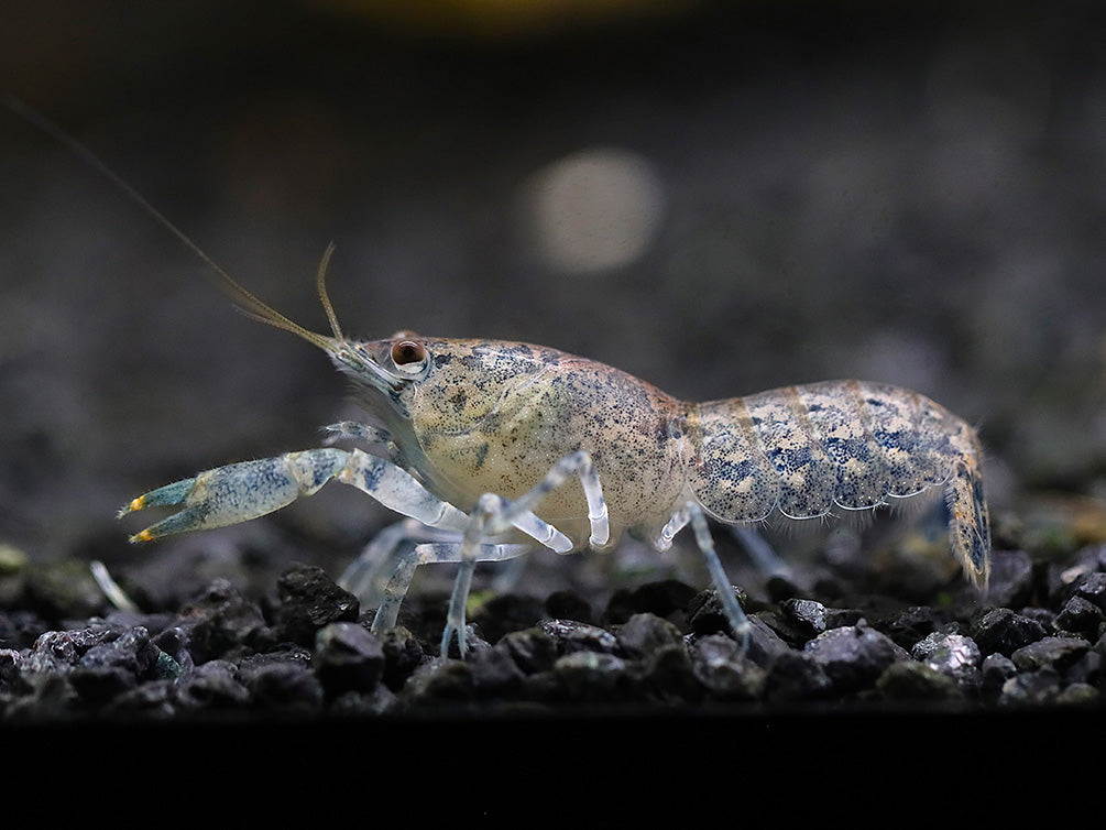 Brazos Dwarf Crayfish/Mini Lobster (Cambarellus texanus), Tank-Bred!