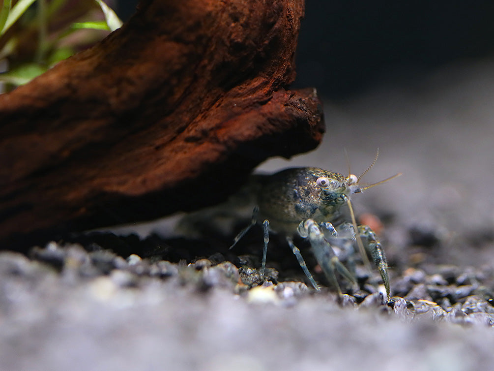 Brazos Dwarf Crayfish/Mini Lobster (Cambarellus texanus), Tank-Bred!