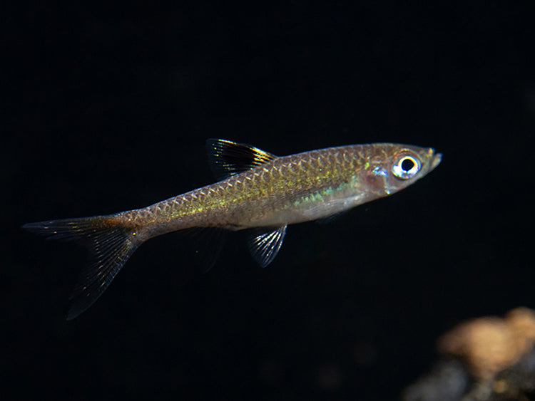 Brevibora exilis / Eyespot Rasbora for sale