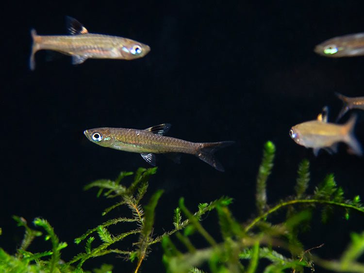 Brevibora exilis / Eyespot Rasbora for sale