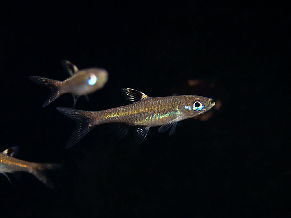 Brevibora exilis / Eyespot Rasbora for sale