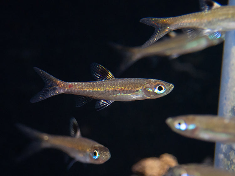 Brevibora exilis / Eyespot Rasbora for sale