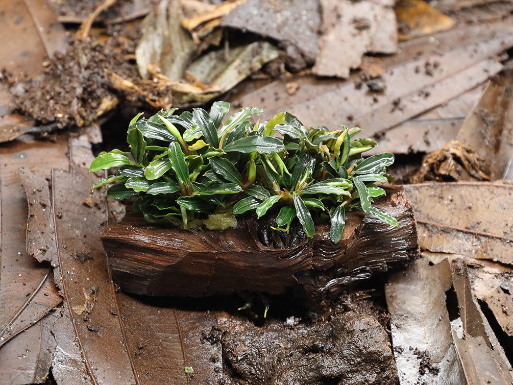 Bucephalandra Dwarf Mix on Pterocarpus Wood