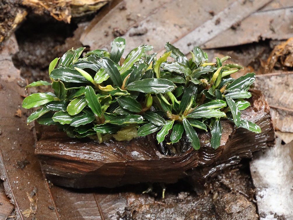 Bucephalandra Dwarf Mix on Pterocarpus Wood